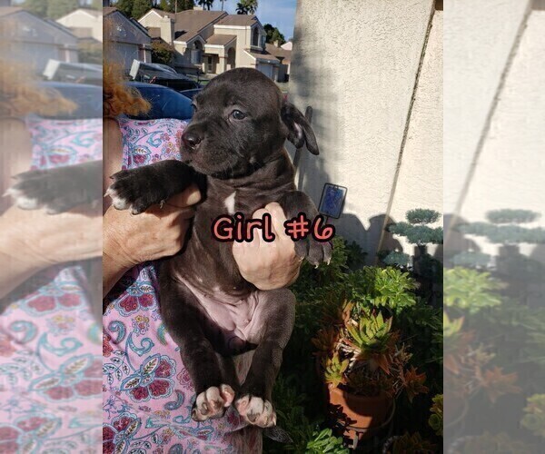 Medium Photo #8 American Pit Bull Terrier-Cane Corso Mix Puppy For Sale in SUISUN CITY, CA, USA