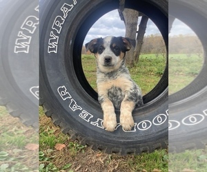 Australian Cattle Dog-Border Collie Mix Puppy for sale in HILLSBORO, WI, USA