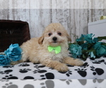 Small Photo #2 Maltipoo Puppy For Sale in SHILOH, OH, USA