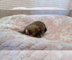 Small Photo #17 Yorkipoo Puppy For Sale in ARLINGTON, TX, USA