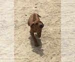 Small Photo #2 Rhodesian Ridgeback Puppy For Sale in MORONGO VALLEY, CA, USA