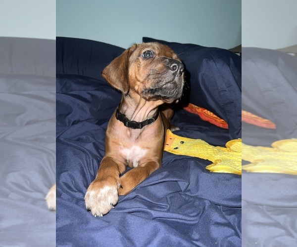 Medium Photo #10 Rhodesian Ridgeback Puppy For Sale in MURFREESBORO, TN, USA