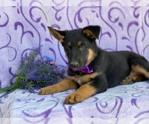 German Shepherd Dog Puppy for sale in LANCASTER, PA, USA