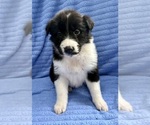 Small #1 Border Collie