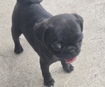 Small #3 Pug