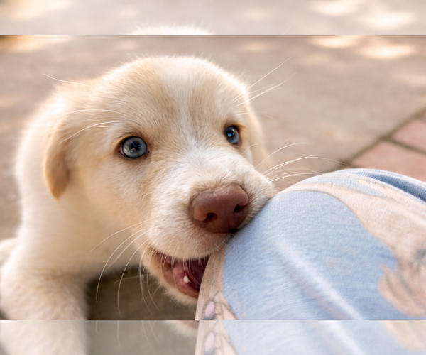 Medium Photo #2 Labrador Retriever-Unknown Mix Puppy For Sale in Clovis, CA, USA