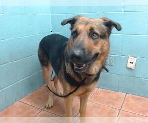 German Shepherd Dog Dogs for adoption in Downey, CA, USA