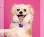 Small Pekingese Mix