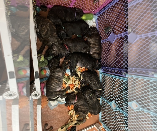 Medium Photo #9 America Bandogge Mastiff-Cane Corso Mix Puppy For Sale in FOLSOM, PA, USA
