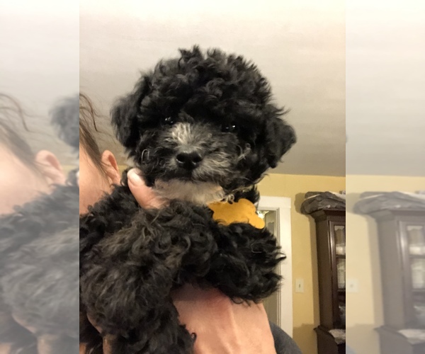 Medium Photo #1 Maltipoo Puppy For Sale in METHUEN, MA, USA