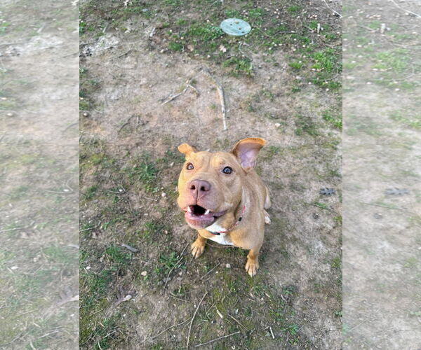 Medium Photo #8 American Staffordshire Terrier-Unknown Mix Puppy For Sale in Holly Springs, NC, USA