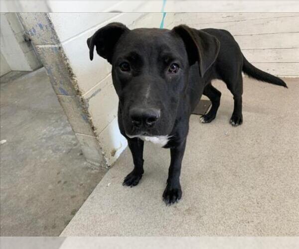 Medium Photo #1 Labrador Retriever-Unknown Mix Puppy For Sale in San Bernardino, CA, USA