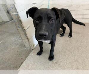 Labrador Retriever-Unknown Mix Dogs for adoption in San Bernardino, CA, USA