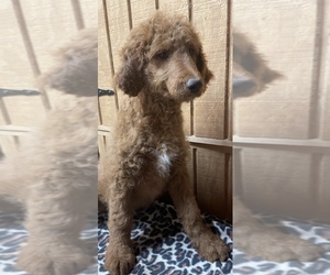 Goldendoodle Puppy for Sale in FORT PAYNE, Alabama USA