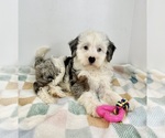 Small #2 Miniature Bernedoodle