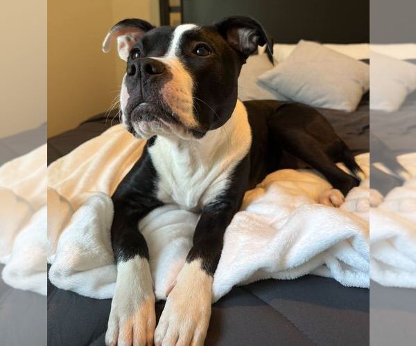 Medium Photo #5 Mutt Puppy For Sale in Raleigh, NC, USA