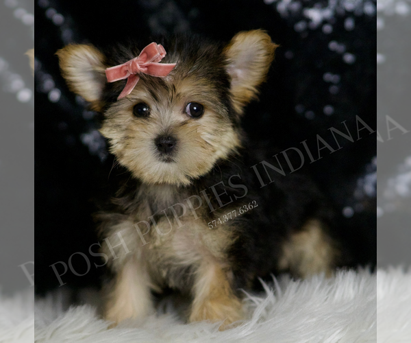 Medium Photo #4 Morkie Puppy For Sale in WARSAW, IN, USA