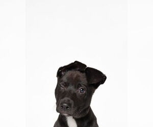 American Staffordshire Terrier-Labrador Retriever Mix Dogs for adoption in Holly Springs, NC, USA