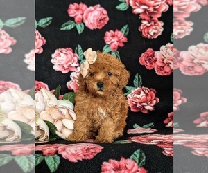 Maltipoo Puppy for sale in LINCOLN UNIV, PA, USA