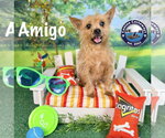 Small #3 Cairn Terrier