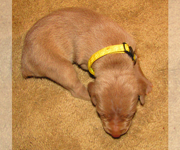 Medium Photo #5 Weimaraner Puppy For Sale in LAS ANIMAS, CO, USA