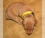 Small Photo #5 Weimaraner Puppy For Sale in LAS ANIMAS, CO, USA