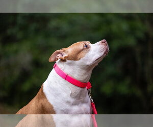 Pumpkin Latte - Female American Staffordshire Terrier-Unknown Mix Dog for Adoption - Photo #8