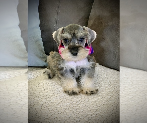 Medium Photo #3 Schnauzer (Miniature) Puppy For Sale in HESPERIA, CA, USA