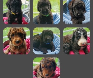 Bernedoodle Puppy for sale in ROCHESTER, IN, USA