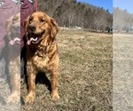 Small #1 Golden Retriever