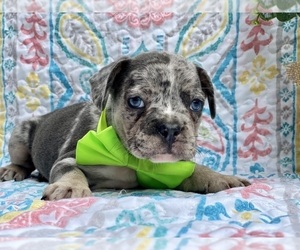 French Bulldog Puppy for sale in LANCASTER, PA, USA