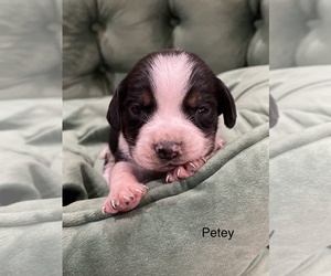 Beagle Puppy for Sale in FORDLAND, Missouri USA