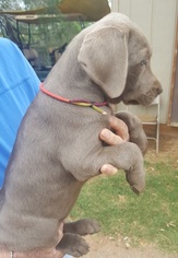 Medium Labrador Retriever