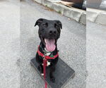 Small #23 Labrador Retriever Mix
