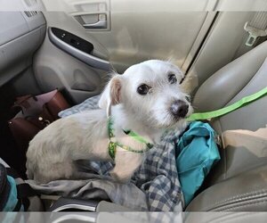 Mutt Dogs for adoption in Corona, CA, USA