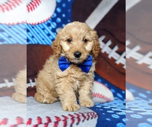 Goldendoodle Puppy for sale in OXFORD, PA, USA