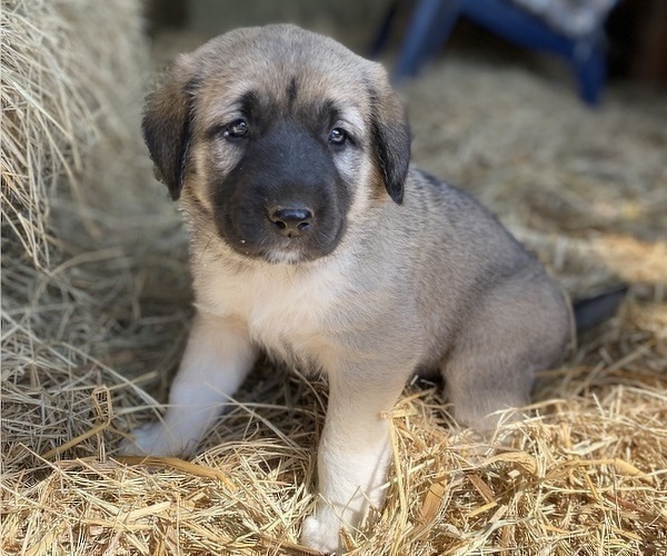 Medium Photo #14 Anatolian Shepherd Puppy For Sale in ROBSTOWN, TX, USA
