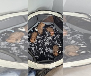 Yo-Chon Litter for sale in CHEYENNE, WY, USA