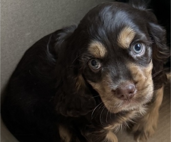 Medium Photo #8 Cocker Spaniel Puppy For Sale in WEST PALM BEACH, FL, USA