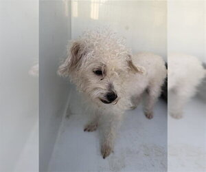 Maltese-Unknown Mix Dogs for adoption in Houston, TX, USA
