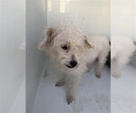 Small Maltese Mix