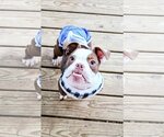 Small Photo #1 Bulldog Puppy For Sale in Shreveport, LA, USA