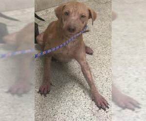 Mutt Dogs for adoption in Conroe, TX, USA