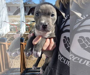 Mutt Dogs for adoption in Clarkston, MI, USA