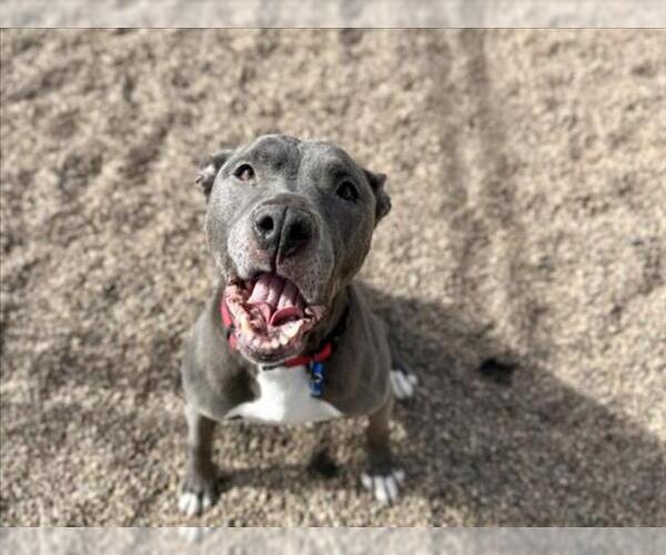 Medium Photo #1 Mutt Puppy For Sale in Fort Collins, CO, USA