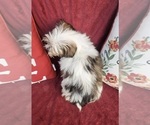 Small #4 Shorkie Tzu