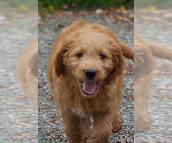 Medium Photo #6 Goldendoodle (Miniature) Puppy For Sale in MILLERSBURG, OH, USA