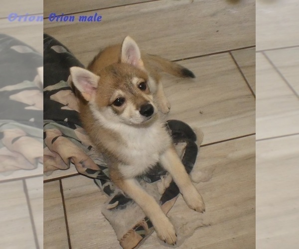 Medium Photo #2 Alaskan Klee Kai-Shiba Inu Mix Puppy For Sale in BANDON, OR, USA