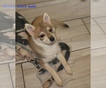 Small #1 Alaskan Klee Kai-Shiba Inu Mix