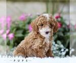 Small #2 Poodle (Toy)